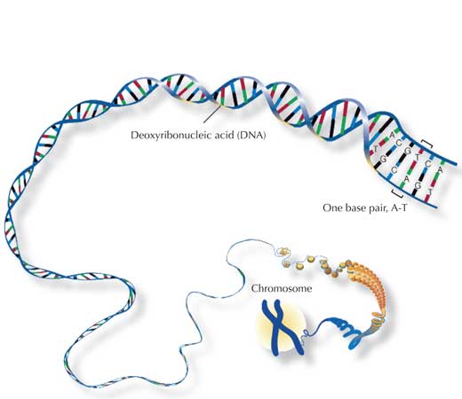 Genetica Molecolare Umana Pdf Viewer